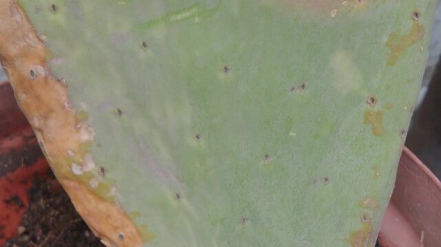 nopal, nopalito, cactaceae, f&aacute;brica, naturaleza, fruta, desierta, &aacute;rbol, flor, huerta, flora, tropical, alimento, close-up, insaturado, espinoso, espina, exoticas, rojo, suculenta, maceta, con textura