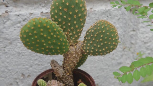 nopal, nopalito, cactaceae, f&aacute;brica, naturaleza, fruta, desierta, &aacute;rbol, flor, huerta, flora, tropical, alimento, close-up, insaturado, espinoso, espina, exoticas, rojo, suculenta, maceta