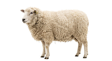 Fototapeta premium A fluffy white sheep stands isolated on a clean white background, showcasing its woolly coat