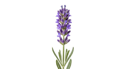 Fototapeta premium Single stalk of purple lavender flower with green leaves on white background