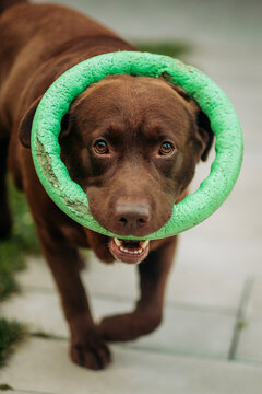 Close-up portrait of chocolate labrador retriever holding green puller ring toy around snout outdoors, funny pet picture