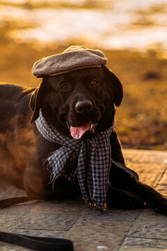 Stylish black labrador retriever wearing tweed flat cap and plaid scarf outdoors, funny gentleman dog portrait