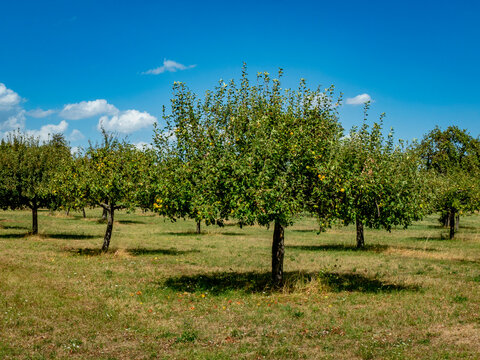 Baumgrundst&uuml;ck mit Apfelb&auml;umen im Sommer