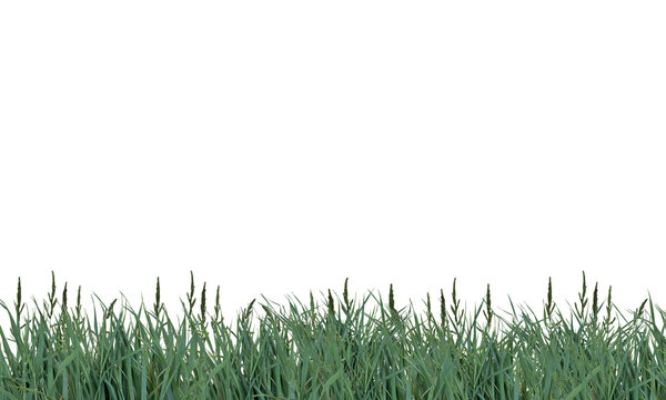 Fresh green wild grass field border cutout element on transparent background PNG file. Ideal for nature, spring, garden, and environmental design projects.