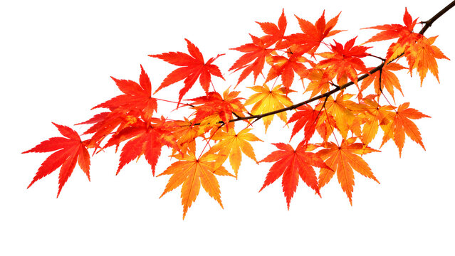Autumn Maple Branch with Colorful Fall Leaves