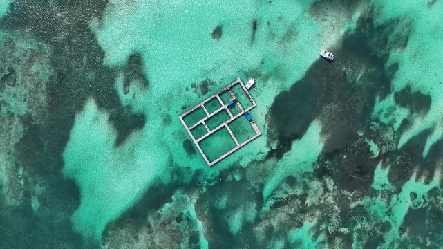 Dolphin Island At Punta Cana In La Altagracia Dominican Republic. Swimming With Dolphins Tour. Marine Animals. Travel Destination. Dolphin Island In Punta Cana Dominican Republic. Nature Wildlife.