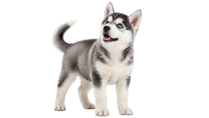 Gray Siberian Husky Puppy Looking Up © anirolei