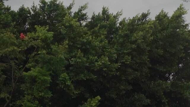 &aacute;rbol, cielo, naturaleza, bosque, paisaje, azul, verano, nube, montagna, c&eacute;sped, diurna, alegre, sol, languidecer, cerro, aparcar, huerta, f&aacute;brica, madera, abeto, ambiente, al aire libre