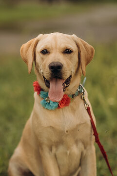 Yellow labrador retriever dog standing in a grassy meadow in a park