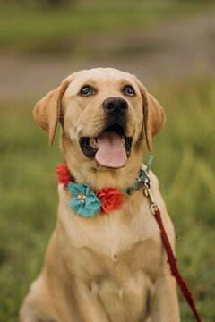 Yellow labrador retriever dog standing in a grassy meadow in a park