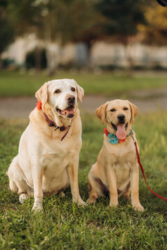 Two yellow labrador retrievers sitting together on green grass in park, adult dog with puppy on leash outdoors