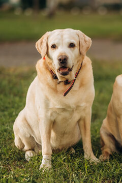 Senior yellow labrador retriever sitting on green grass in park, calm adult pet portrait outdoors