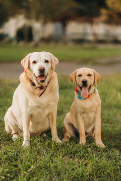 Two yellow labrador retrievers sitting together on green grass in park, adult dog with puppy on leash outdoors