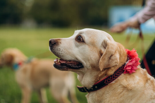 Side profile close-up portrait of yellow labrador retriever with flower collar outdoors in park, attentive pet