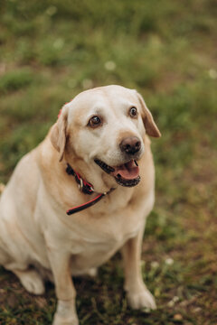 Senior yellow labrador retriever sitting on green grass in park, calm adult pet portrait outdoors