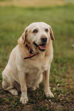 Senior yellow labrador retriever sitting on green grass in park, calm adult pet portrait outdoors