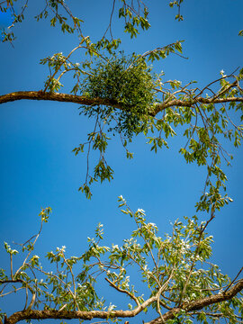 Misteln auf einem Baum im Sommer