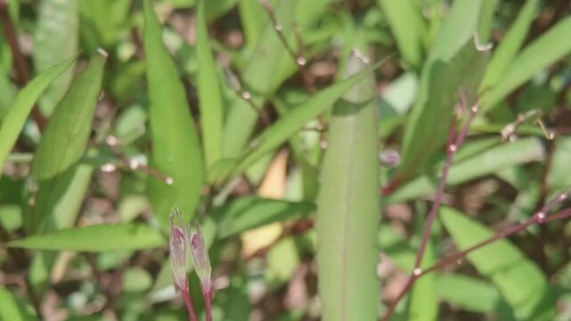 flor morada, naturaleza, c&eacute;sped, hojas, huerta, primavera, flor, verano, campa, alimento, &aacute;rbol, flora, agricultura, verduras, macro, enredaderas, close-up, verde, bot&aacute;nica, sucursal, acu&aacute;tico, chicha
