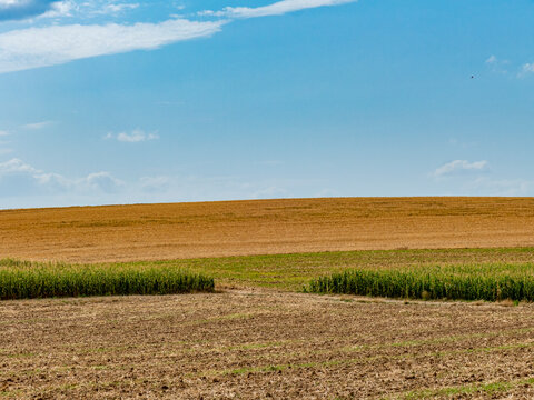 Maisfelder im Sommer
