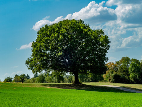 Gr0&szlig;e Linde im Sommer