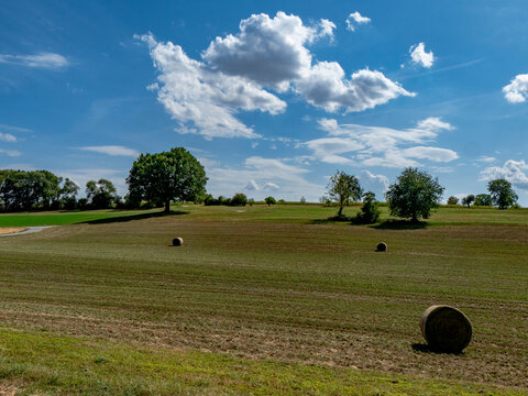 Gr0&szlig;e Linde im Sommer