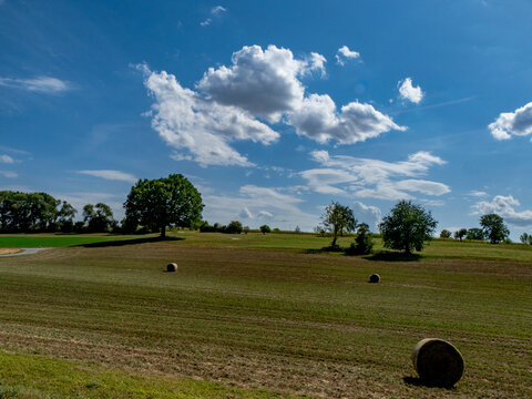 Gr0&szlig;e Linde im Sommer