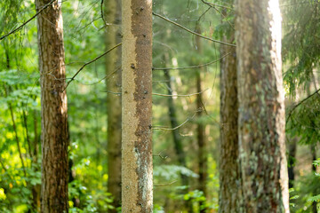 Obraz premium Sunlight filters through a quiet conifer forest with mossy ground and tall straight trees. Peaceful woodland scene creates a fresh natural atmosphere.