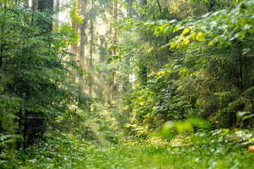 Obraz premium Lush green forest with dense undergrowth illuminated by soft summer sunlight. Peaceful woodland scenery creates a natural atmospheric background.