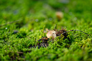 Obraz premium Wild bolete mushroom with a small slug crawling across its wet cap on the forest floor. Close-up shows woodland fungi and wildlife in a moist natural habitat.