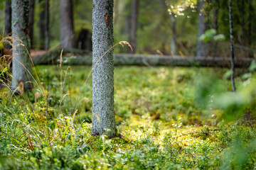 Obraz premium Sunlight filters through a quiet conifer forest with mossy ground and tall straight trees. Peaceful woodland scene creates a fresh natural atmosphere.
