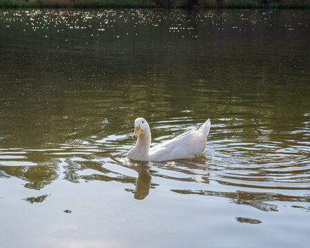 White Duck Swimming on Calm Pond with Water Ripples