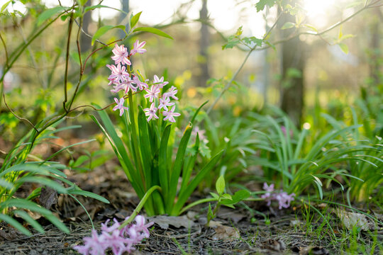 Pink hyacinth flowers bloom naturally among lush greenery in a woodland garden in spring. Delicate wild-growing blossoms evoke seasonal renewal, freshness and awakening of nature.