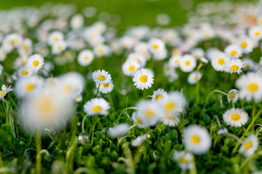 White daisies with sunny yellow centers bloom abundantly in fresh green grass in spring. Cheerful delicate wildflowers create bright natural background filled with freshness and seasonal joy.