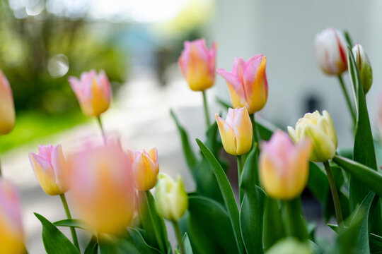 Tulips bloom in lush garden surrounded by fresh green foliage in spring. Elegant seasonal flowers create cheerful nature scene and symbolize renewal, beauty and arrival of spring.