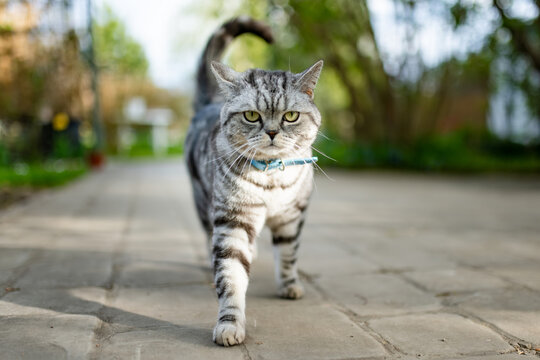 Silver tabby British Shorthair cat resting among lush green plants in a sunny garden. Beautiful domestic pet enjoying nature and outdoor life.