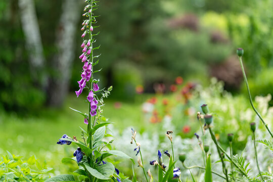 Tall purple foxglove blooms with bell-shaped flowers among lush greenery in a summer garden. Elegant flowering plant creates romantic cottage garden scene with natural woodland atmosphere.