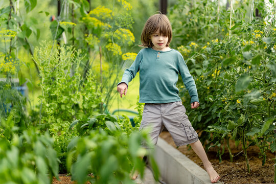 Young boy exploring a lush greenhouse filled with growing vegetables and tomato plants. Curious child walks barefoot among garden beds and greenery during summer.