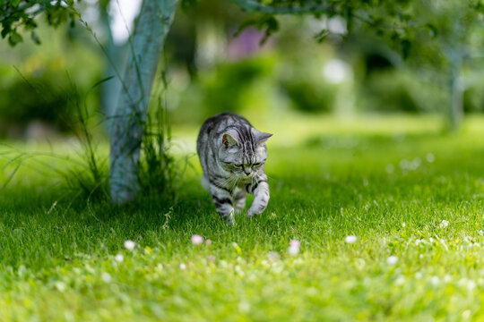 Silver tabby British Shorthair cat resting among lush green plants in a sunny garden. Beautiful domestic pet enjoying nature and outdoor life.