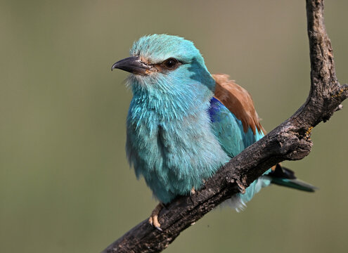 a european roller perched on a tree branch