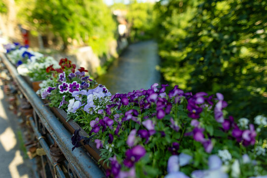 Purple and lavender pansies blooming in a flower box in a lush summer garden. Colorful container flowers create a vibrant seasonal display against soft green bokeh.