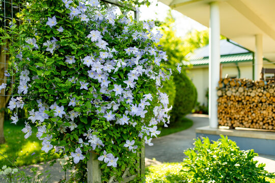Purple clematis flowers climb over wooden garden trellis surrounded by lush green foliage in summer. Abundant flowering vine creates romantic cottage garden atmosphere and natural decoration.