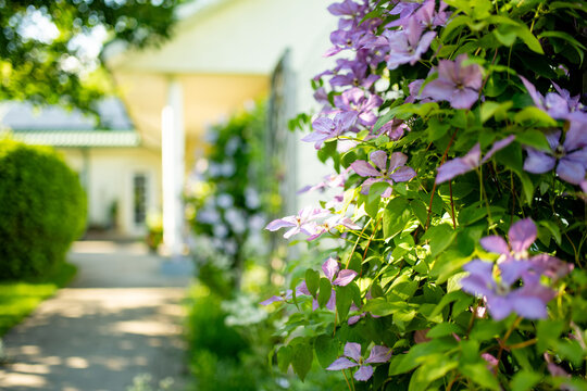 Purple clematis flowers climb over wooden garden trellis surrounded by lush green foliage in summer. Abundant flowering vine creates romantic cottage garden atmosphere and natural decoration.