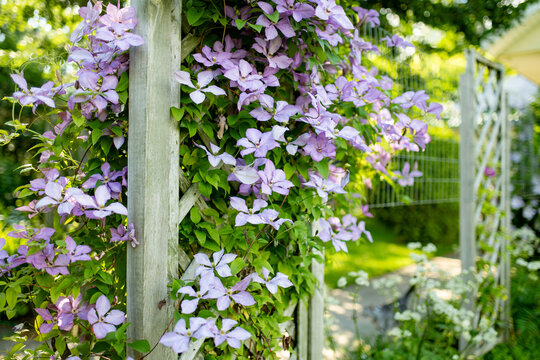 Purple clematis flowers climb over wooden garden trellis surrounded by lush green foliage in summer. Abundant flowering vine creates romantic cottage garden atmosphere and natural decoration.