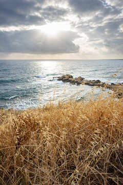 Seascape with rocky coast and dry grass in Paphos, Cyprus