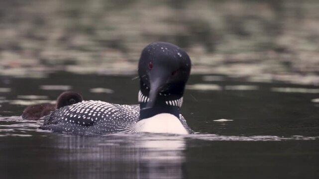 Common loons on a lake in Maine 