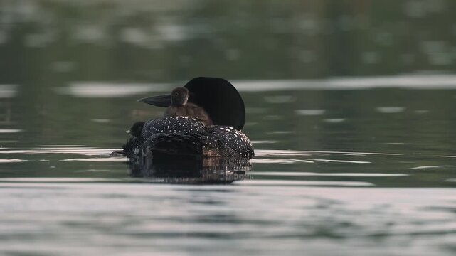 Common loons on a lake in Maine 