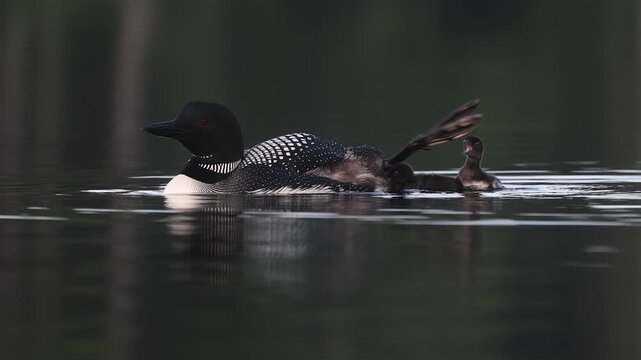 Common loons on a lake in Maine 