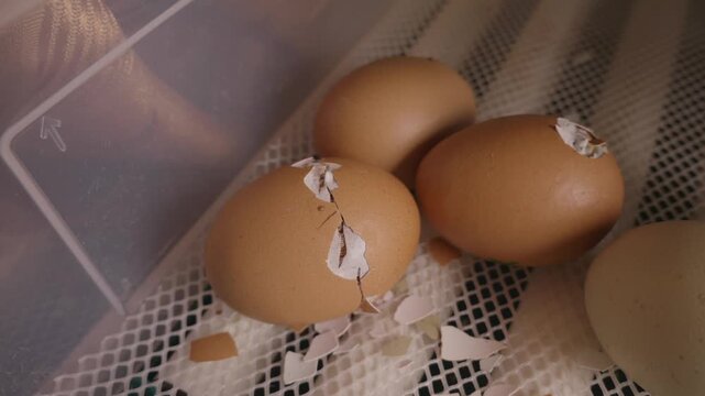 Macro view of a brown chicken egg cracking and hatching inside a modern incubator, representing the beginning of new life, reproduction, and the miracle of birth in poultry farming