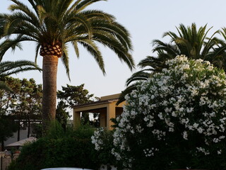 Fototapeta premium Tropical Palm Tree and Blooming Oleander