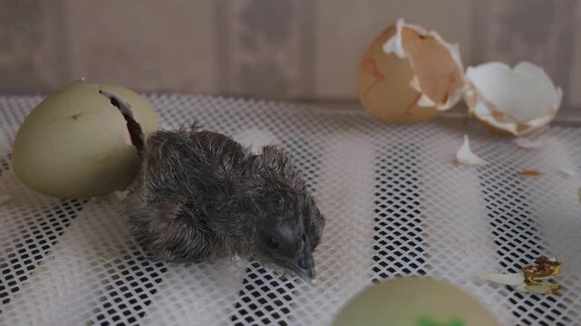 Small, wet, newborn chick resting beside its cracked eggshell after hatching from an egg inside an incubator, representing the beginning of life and agricultural breeding processes